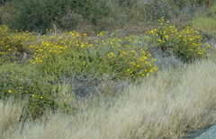 Osteospermum microcarpum