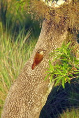 Lepidocolaptes angustirostris