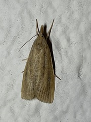 Macrochilo orciferalis