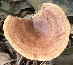 Lactarius quietus incanus