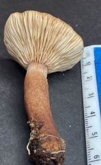 Lactarius quietus incanus