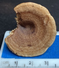 Lactarius quietus incanus