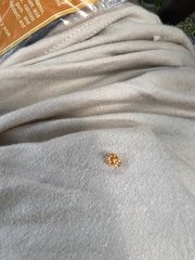 Coccinellinae