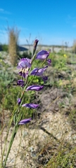 Gladiolus carinatus