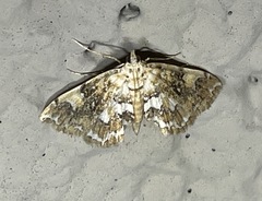 Elophila faulalis