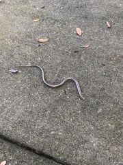 Ophisaurus ventralis