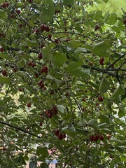 Cornus mas