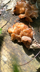 Phaeotremella foliacea