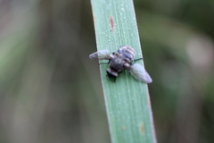 Entomophthora