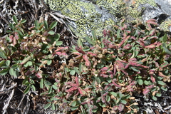 Chytridiomycota