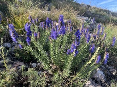 Hyssopus officinalis