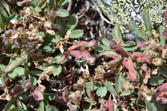 Chytridiomycota