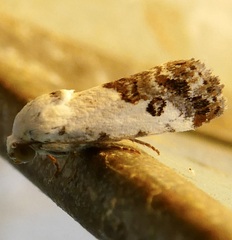 Ponometia phecolisca