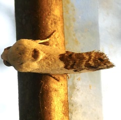 Ponometia phecolisca