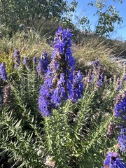 Hyssopus officinalis