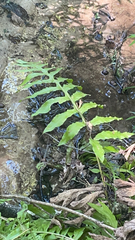 Woodwardia areolata