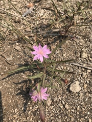Stephanomeria lactucina