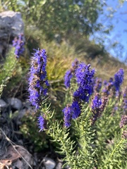 Hyssopus officinalis