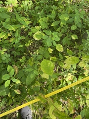 Cryptotaenia canadensis