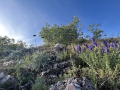 Hyssopus officinalis