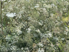 Falcaria vulgaris