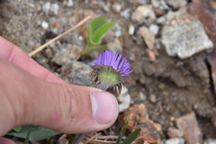Erigeron peregrinus