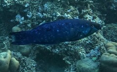 Larabicus quadrilineatus