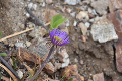 Erigeron peregrinus