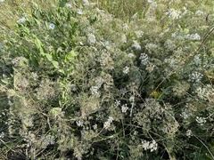 Falcaria vulgaris