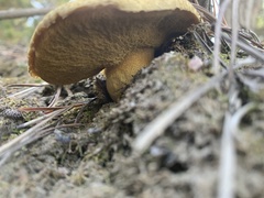 Suillus tomentosus