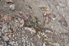 Epilobium anagallidifolium