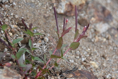 Epilobium anagallidifolium