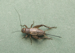 Allonemobius fasciatus