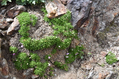 Silene acaulis acaulis