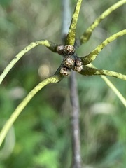 Quercus ellipsoidalis