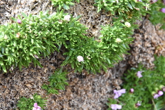 Silene acaulis acaulis