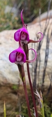 Disperis capensis capensis