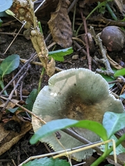 Russula crustosa
