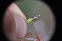 Silene acaulis acaulis