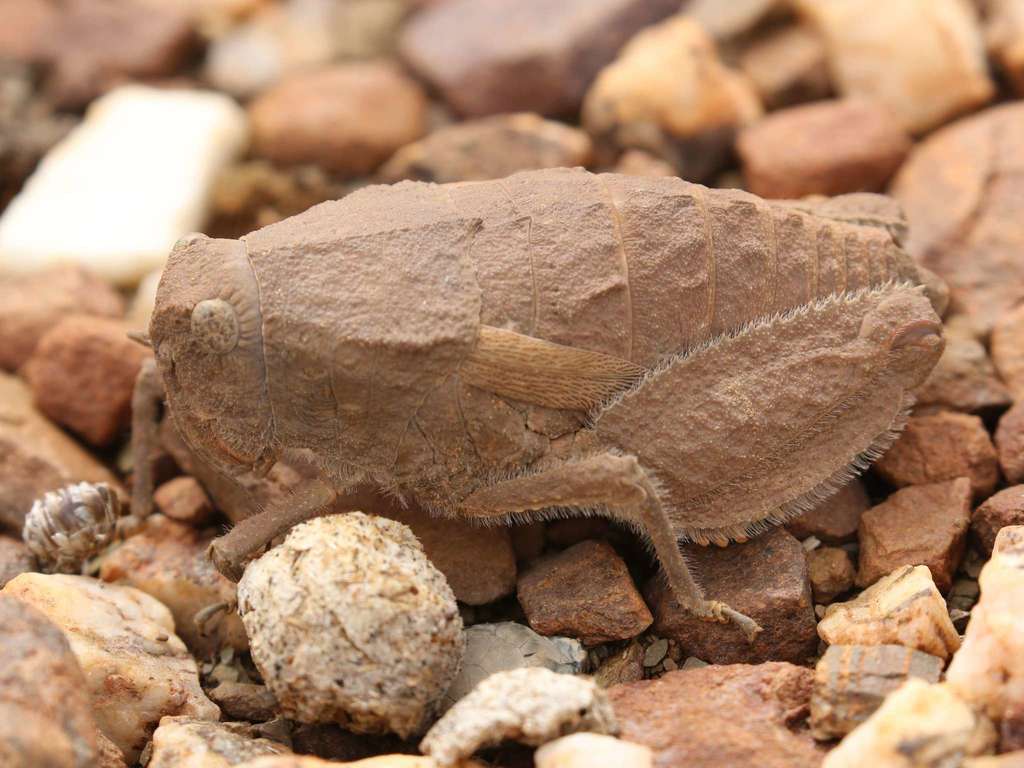 Toad Grasshopper