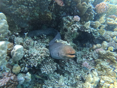 Gymnothorax javanicus