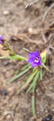 Aristea africana