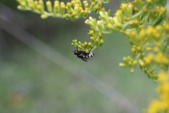 Entomophthora muscae