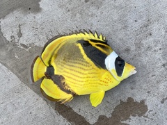 Chaetodon lunula