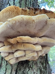 Climacodon septentrionalis