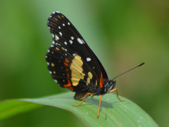Chlosyne lacinia