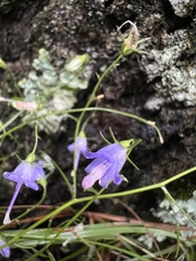 Campanula divaricata