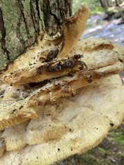 Climacodon septentrionalis