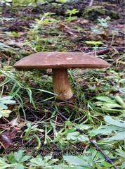 Porphyrellus
