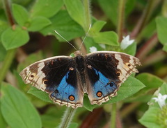 Junonia orithya